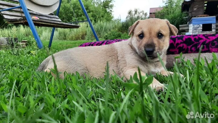 Собаки бесплатно в добрые руки щенки