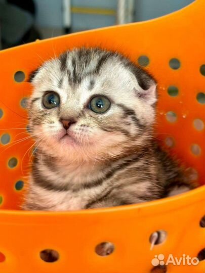 Котенок