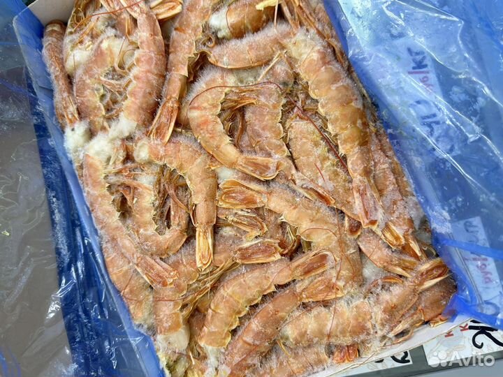 Лангустины L1