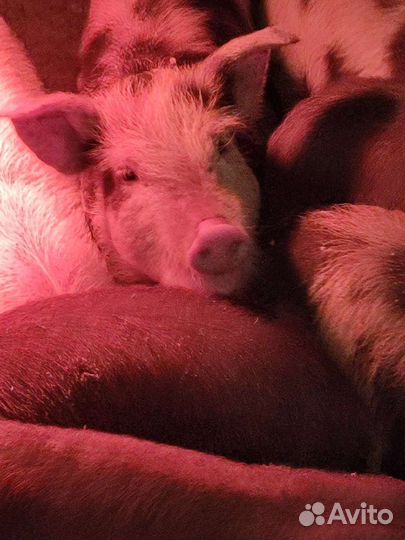 Животные-поросята, есть племенные особи