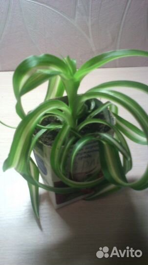 Хлорофитум хохлатый