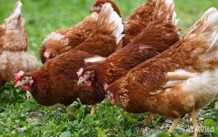 Курица несушка молодняк