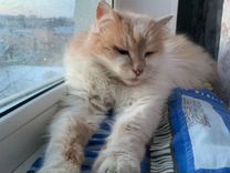 социальная форма экстремизма. перечислите основные свойства восприятия. слепая приверженность каким либо. высокая приверженность. аутистический тип поведения детей.