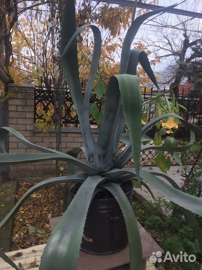 Цветок Агава