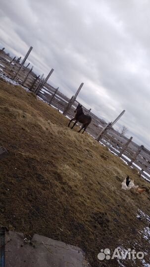 Продам лошадь