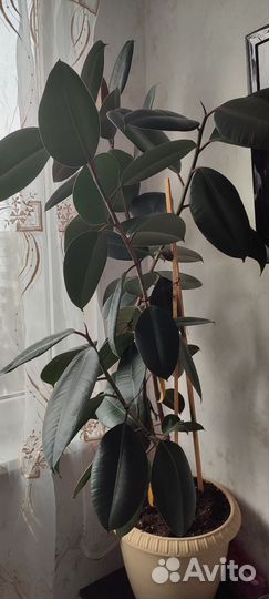 Большой каучуконосный фикус