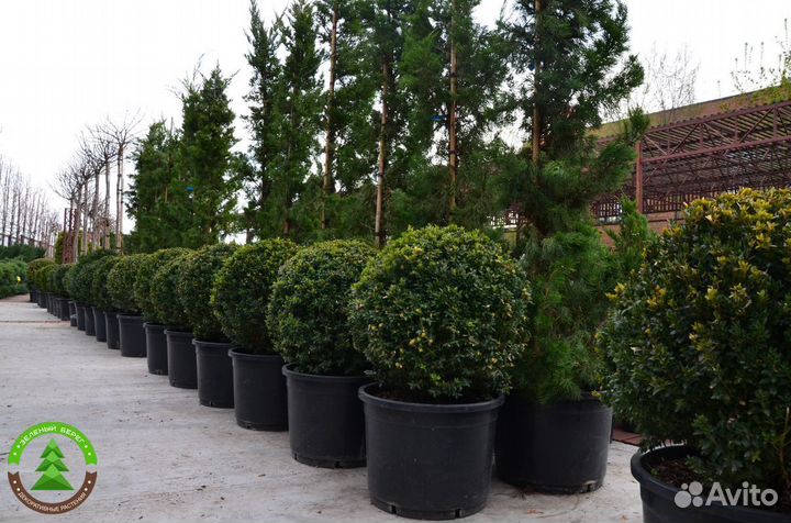 Самшит укорененный разных размеров в горшке