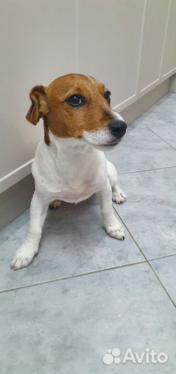 Джек Рассел терьер девочка