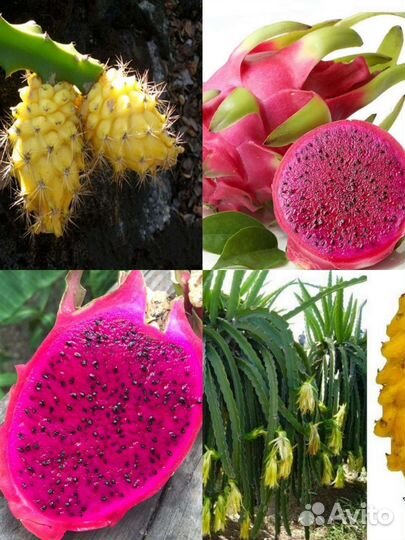 Питахайя розовая, белая и желтая