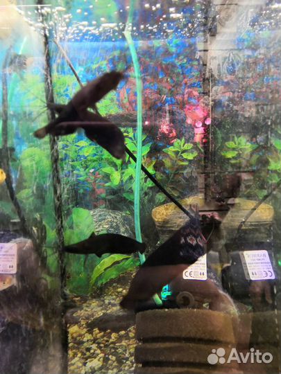 Аквариумные рыбки