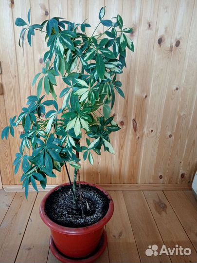 Комнатные цветы шефлера