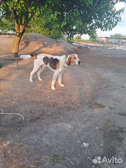 Русская пегая гончая в добрые руки
