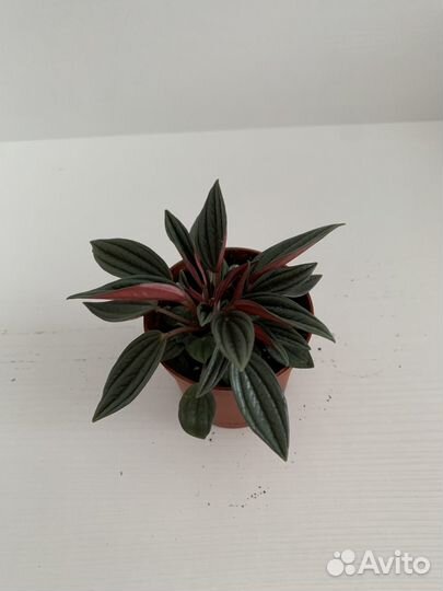 Пеперомия россо