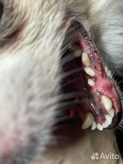 УЗ чистка зубов собакам без наркоза