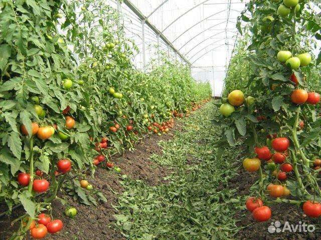 Грунт чёрный. Рыхлая жирная земля