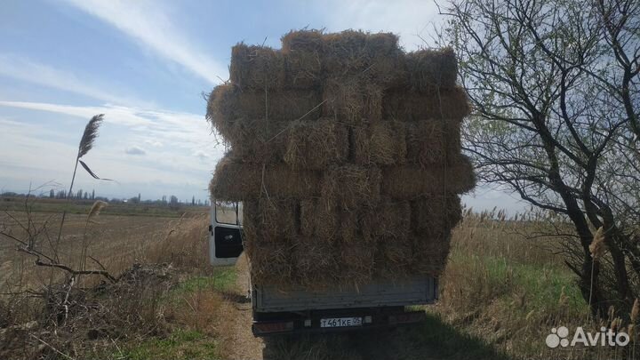 Сено в тюках