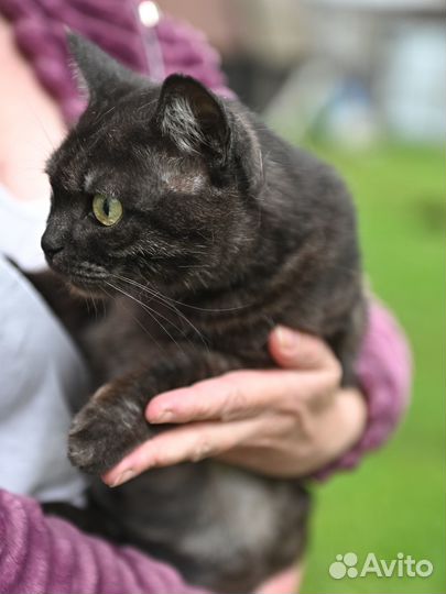 Ищем дом шотландской кошке