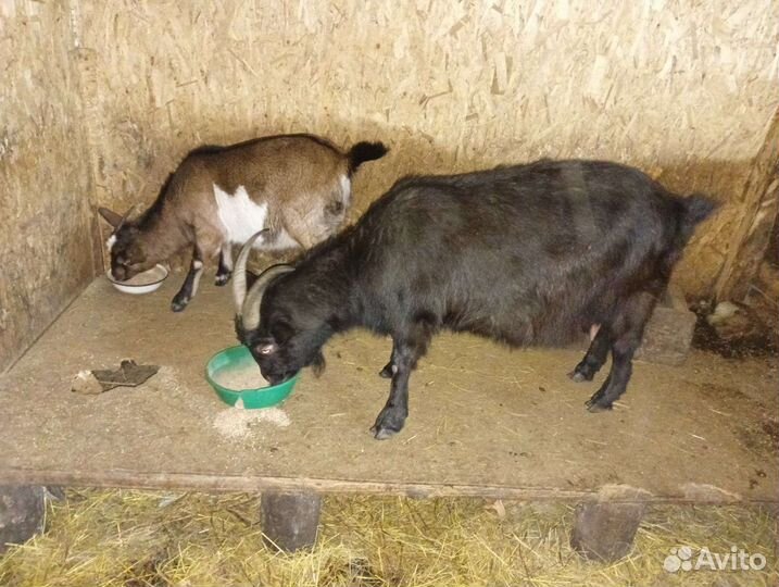 Козочка годовалая