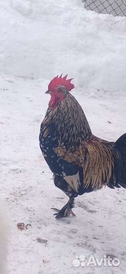 Обмен петухов