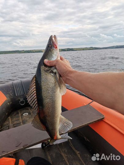 Рыба Судак, Щука