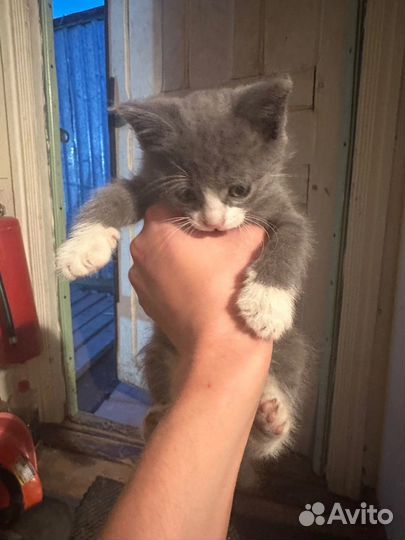 Котенок мальчик