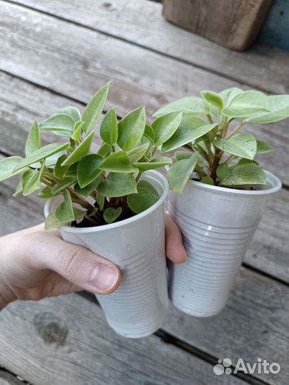 Черенки укорененные, комнатные растения