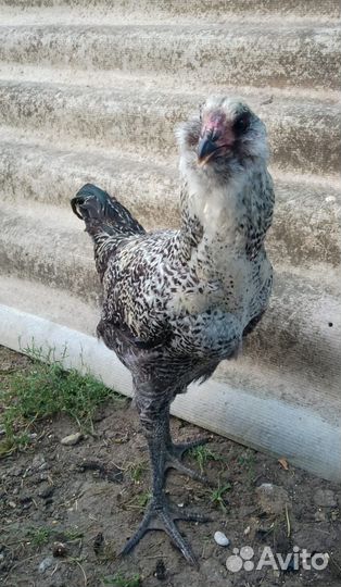 Гергебильские куры, петушки