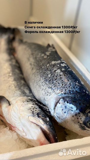Рыба и морепродукты