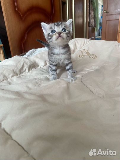 Британские котята