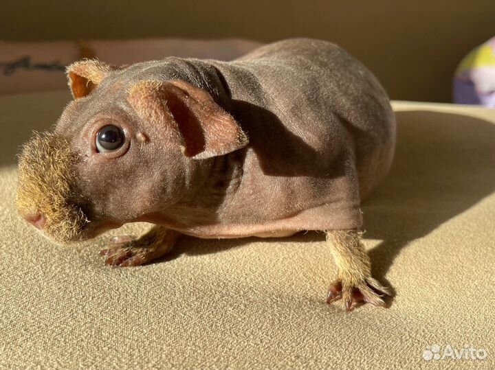 Морская свинка скинни мальчик ручной