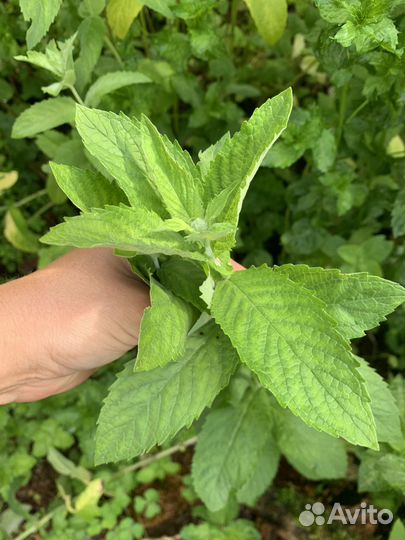 Ароматные пряные травы(мята,мелисса,душица)