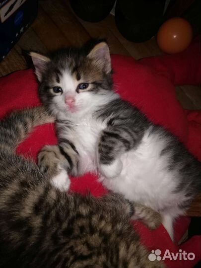 Котёнок Томми ищет дом