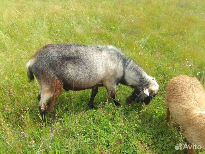 Баранчики и козлики