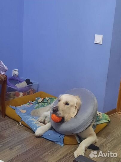 После операционный ветеринарный мягкий воротник