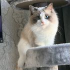 Рэгдолл, кот вязка