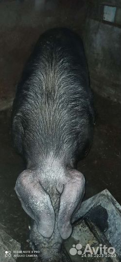 Свиноматка. Хряк