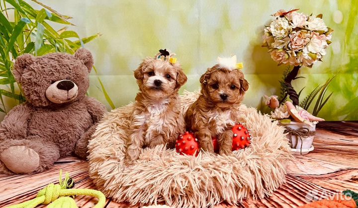 Пупсики мальтипу китай