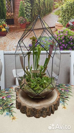 Флорариум с хищниками, подарок, декор