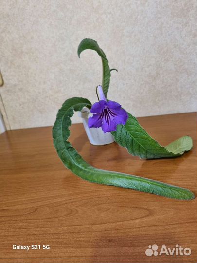 Стрептокарпус