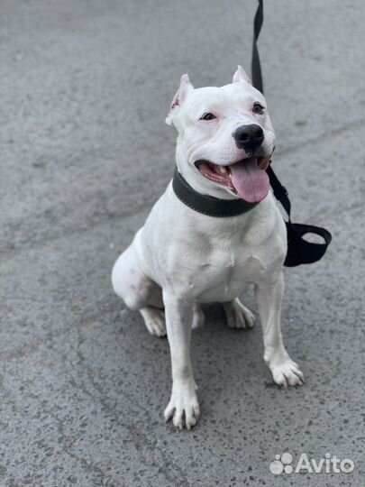 Вязка стаффордширский терьер