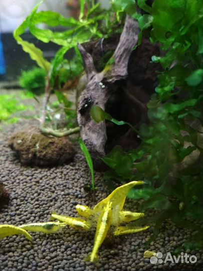 Креветки аквариумные,буцефаландра, мох