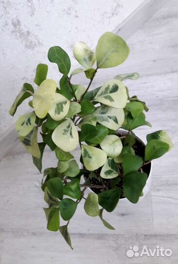 Фикусы укорененные и на срез