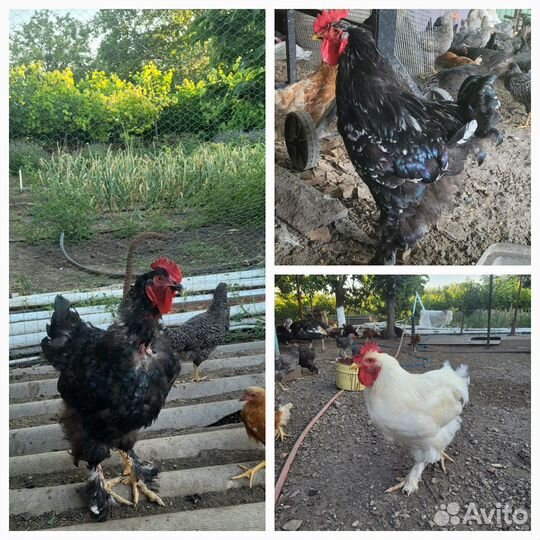 Молодые петухи