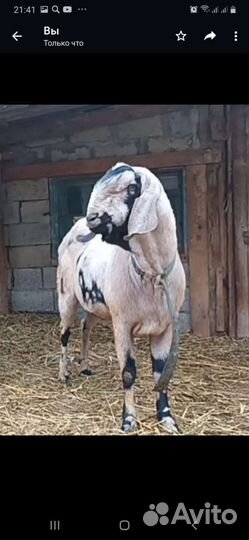 Англо нубийский козел