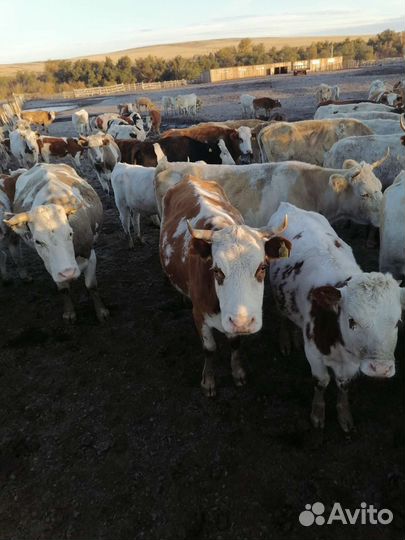 Телочки и лошади