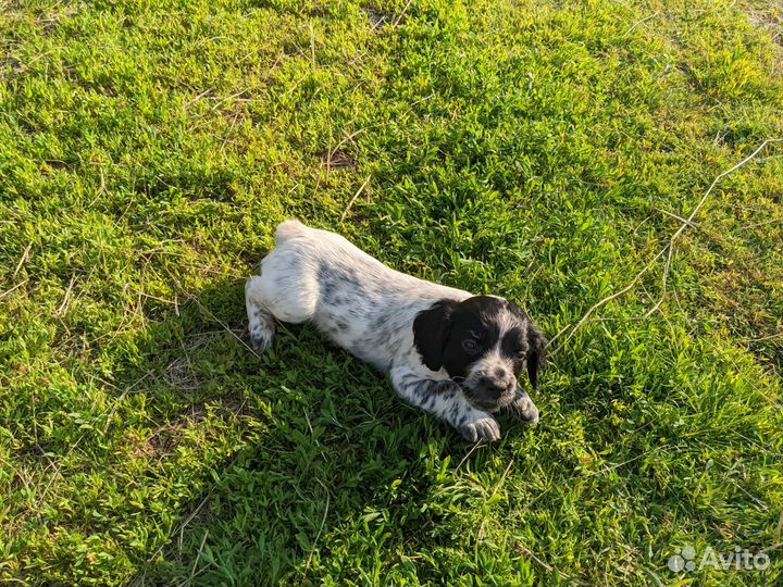 Щенки Русского охотничьего спаниеля