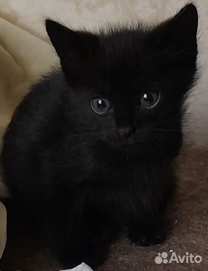 Черные котята