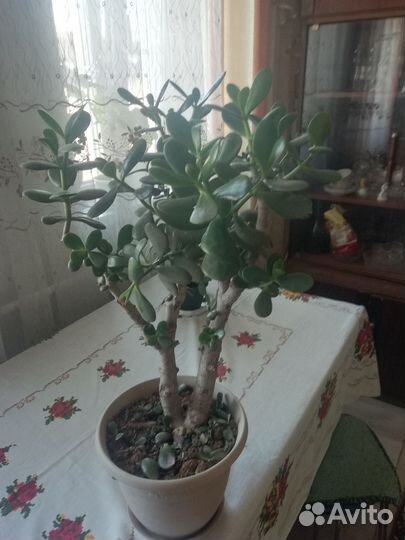 Денежное дерево толстянка