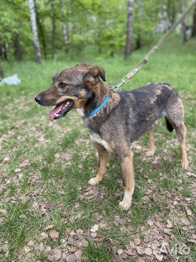 Кузя ищет дом, пристраивается в добрые руки