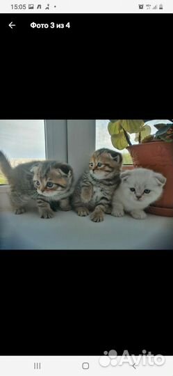 Кот вязка